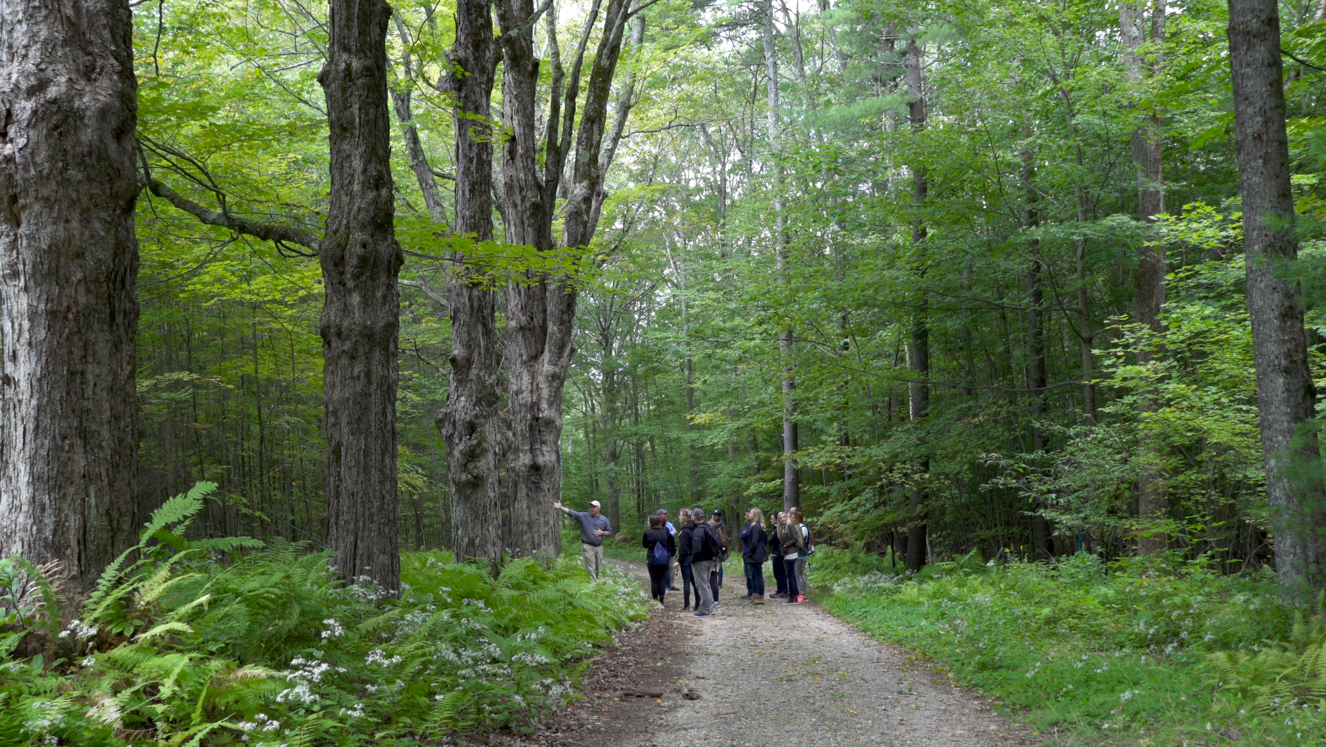 Harvard woods with a group of hiking students.